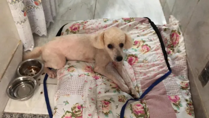 Cachorro ra a Poodle idade 1 ano nome Bob