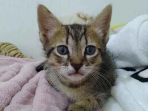 Gato raça  idade Abaixo de 2 meses nome Luna 