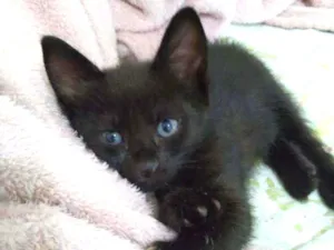 Gato raça  idade Abaixo de 2 meses nome Tina
