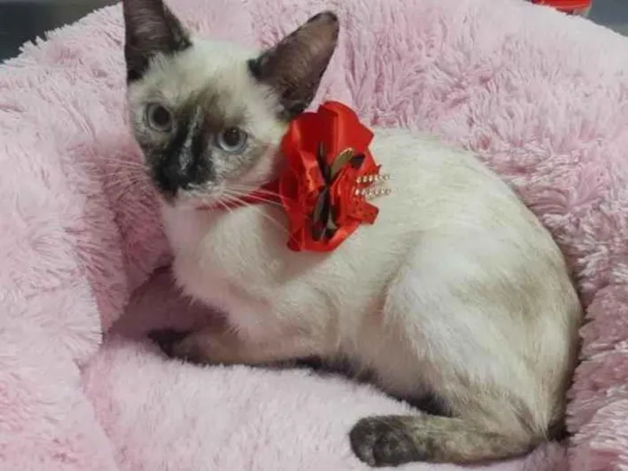 Gato raça SRD idade 2 a 6 meses nome Trika