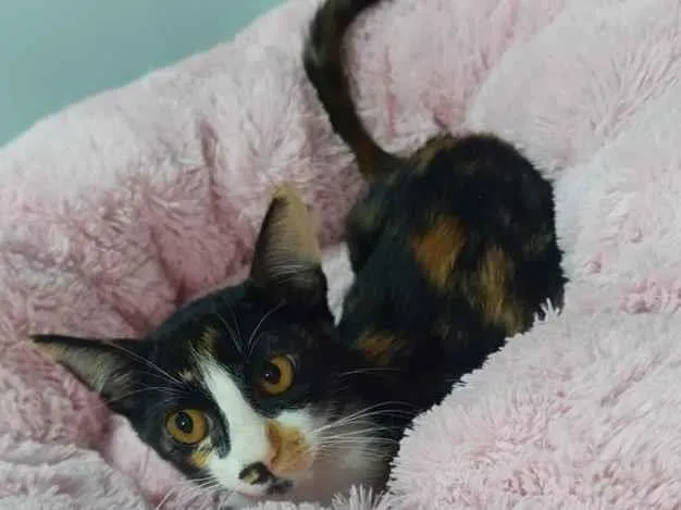 Gato raça SRD idade 2 a 6 meses nome Amora