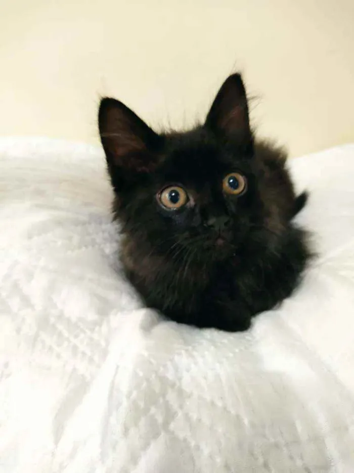 Gato ra a Sem raça idade Abaixo de 2 meses nome Sem nome