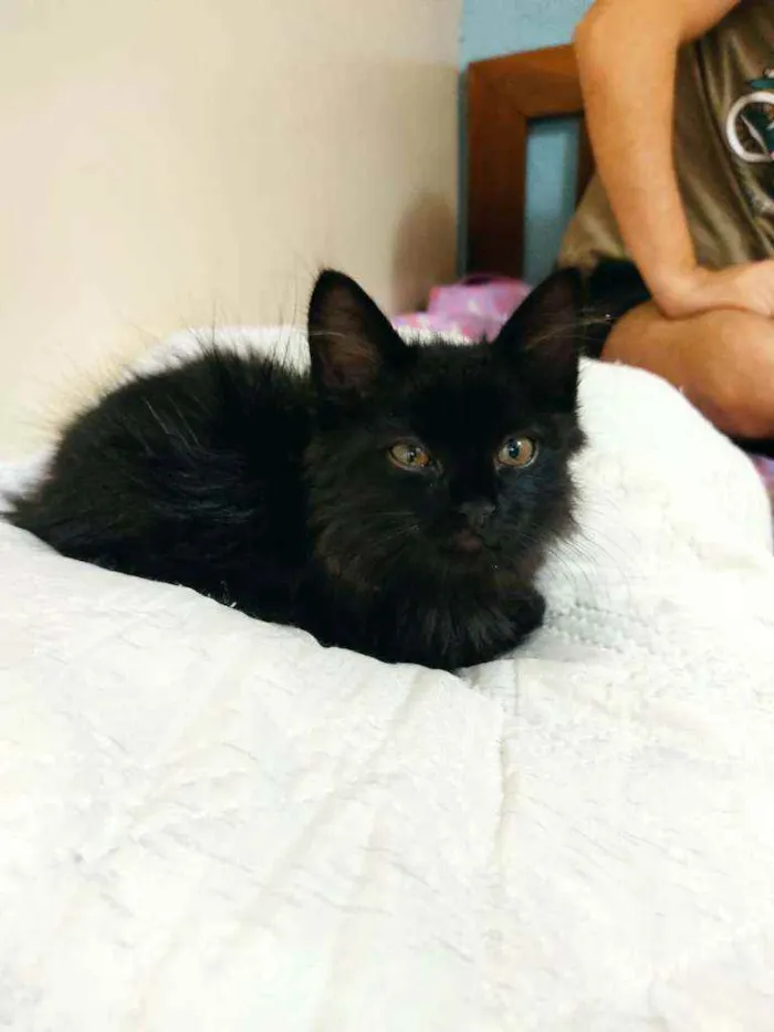 Gato ra a Sem raça idade Abaixo de 2 meses nome Sem nome