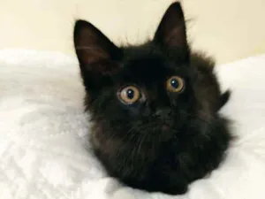 Gato raça Sem raça idade Abaixo de 2 meses nome Sem nome