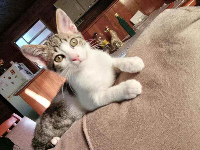 Gato ra a SRD idade  nome Spencer