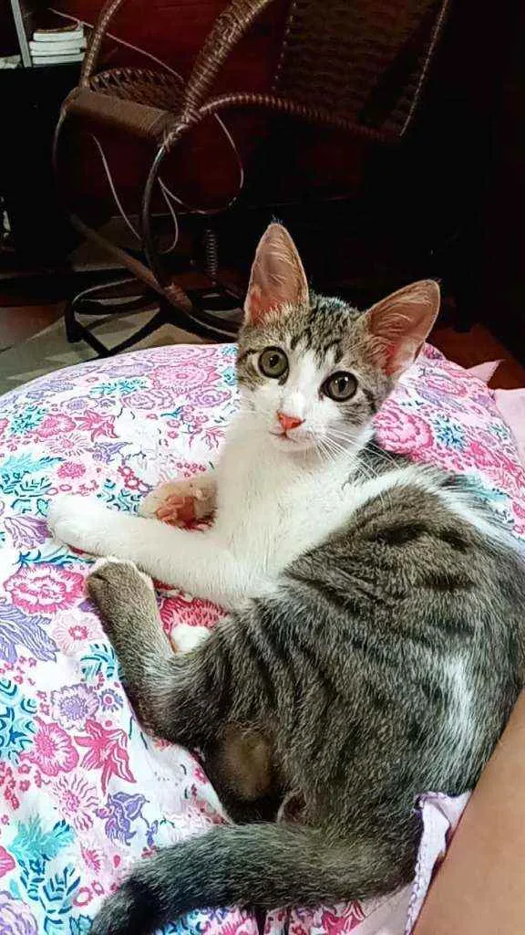 Gato ra a SRD idade  nome Spencer