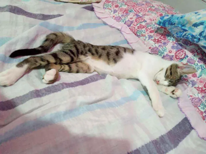 Gato ra a SRD idade  nome Spencer