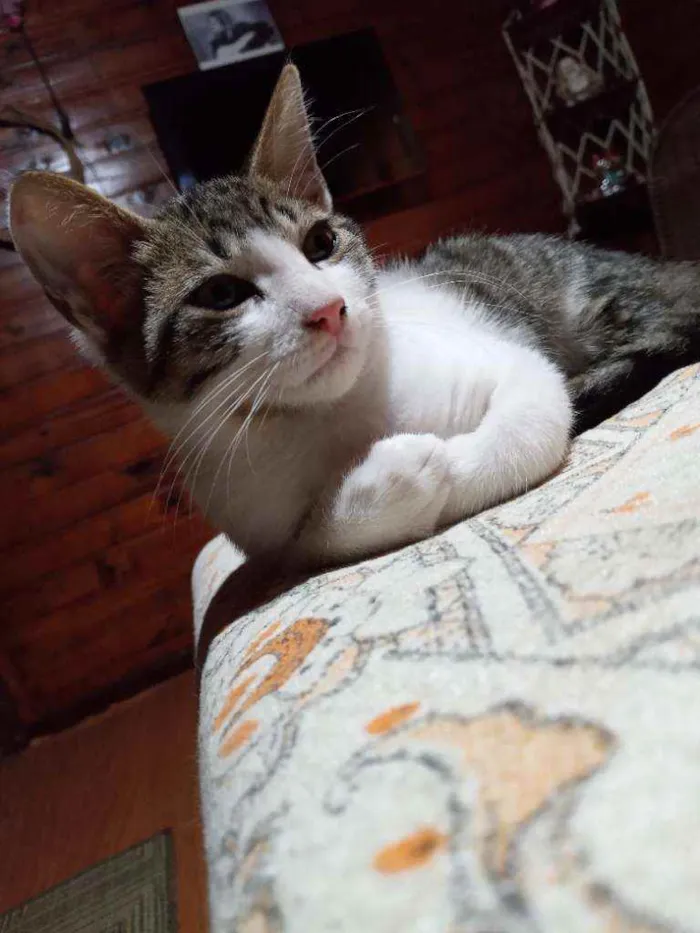 Gato ra a SRD idade  nome Spencer