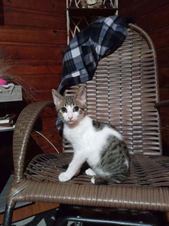 Gato ra a SRD idade  nome Spencer