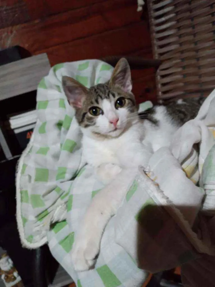 Gato ra a SRD idade  nome Spencer