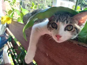 Gato raça SRD idade  nome Spencer