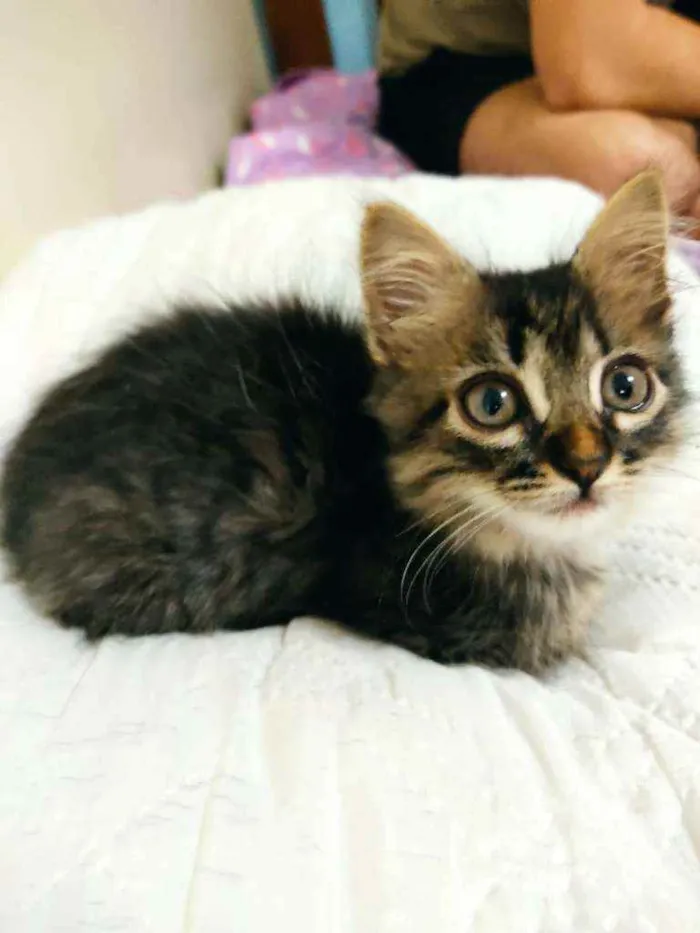 Gato ra a Sem raça idade Abaixo de 2 meses nome Sem nome