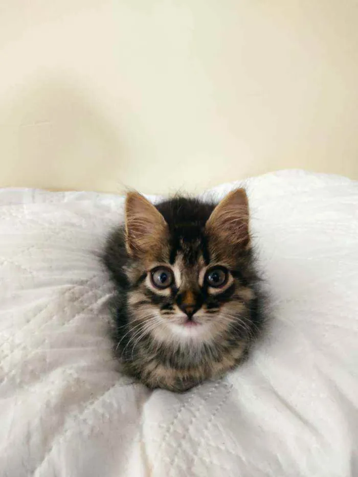 Gato ra a Sem raça idade Abaixo de 2 meses nome Sem nome