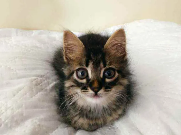Gato ra a Sem raça idade Abaixo de 2 meses nome Sem nome