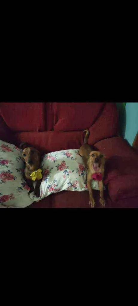 Cachorro ra a Sem raça idade 2 anos nome Alexia