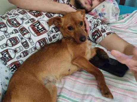 Cachorro ra a Sem raça idade 2 anos nome Alexia