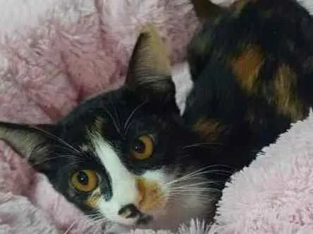 Gato raça SRD idade 2 a 6 meses nome Amora