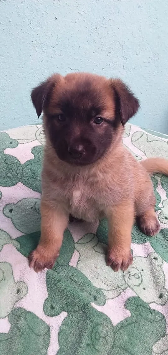 Cachorro ra a Srd idade 2 a 6 meses nome CÃEZINHOS FILHOTES 