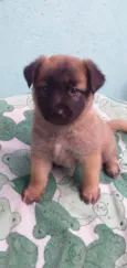 CÃEZINHOS FILHOTES