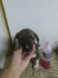 CÃEZINHOS FILHOTES
