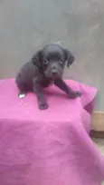 CÃEZINHOS FILHOTES