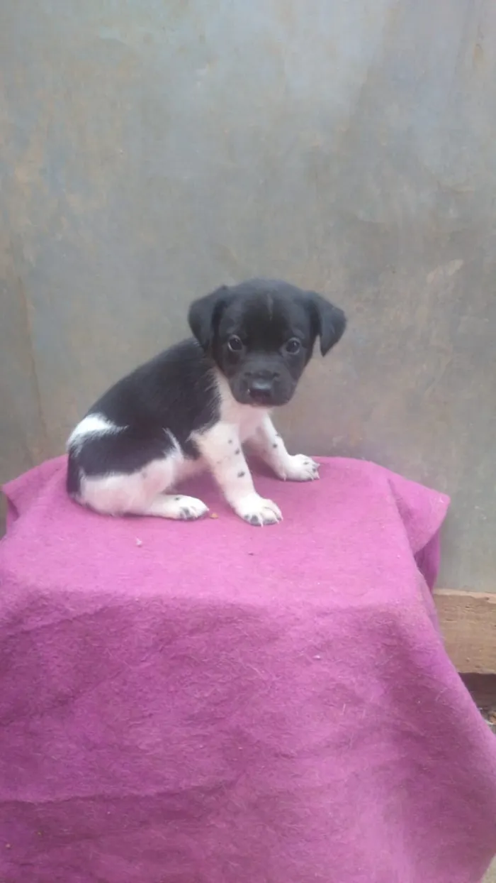 Cachorro ra a Srd idade 2 a 6 meses nome CÃEZINHOS FILHOTES 
