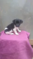 CÃEZINHOS FILHOTES