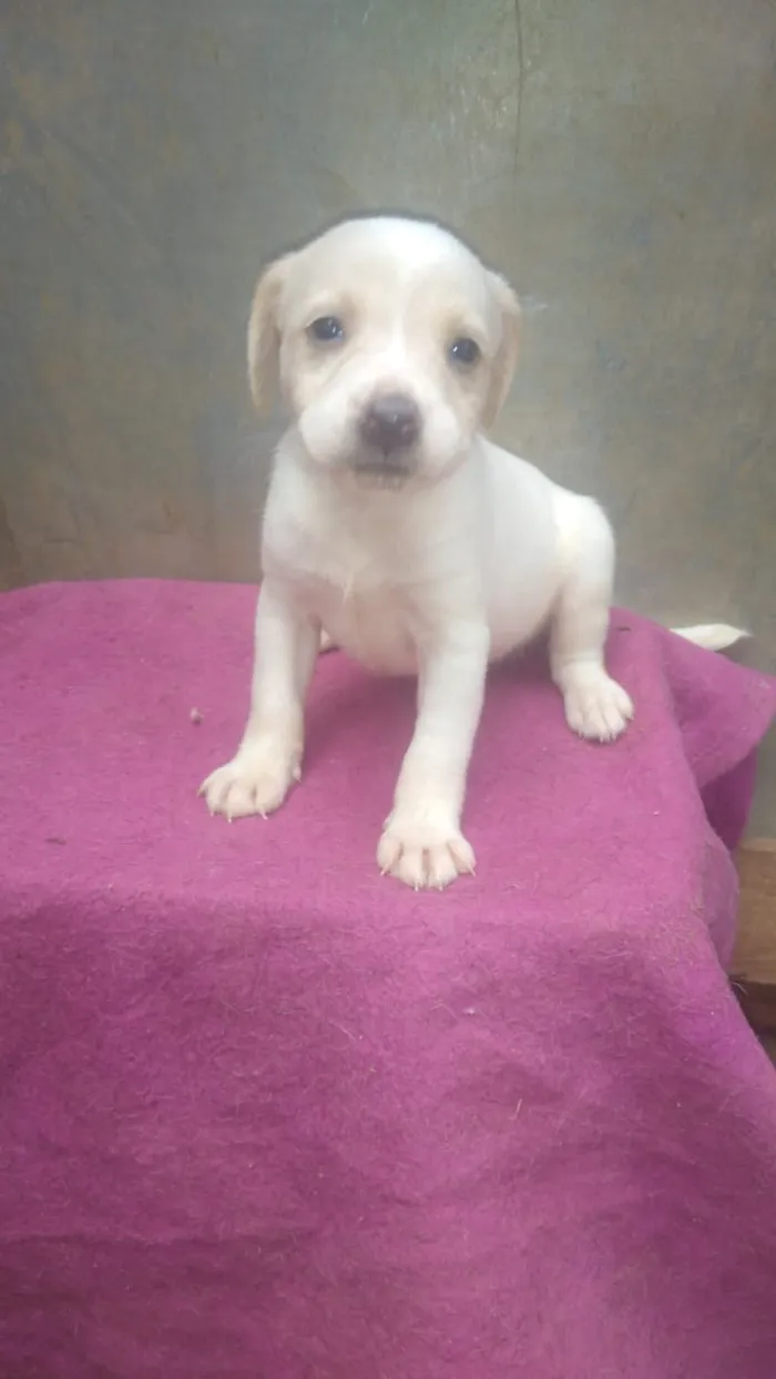 Cachorro ra a Srd idade 2 a 6 meses nome CÃEZINHOS FILHOTES 