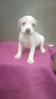CÃEZINHOS FILHOTES