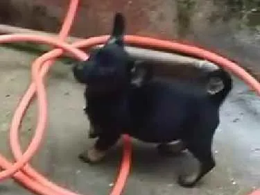 Cachorro ra a Srd idade 2 a 6 meses nome CÃEZINHOS FILHOTES 