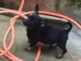 CÃEZINHOS FILHOTES