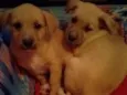 CÃEZINHOS FILHOTES