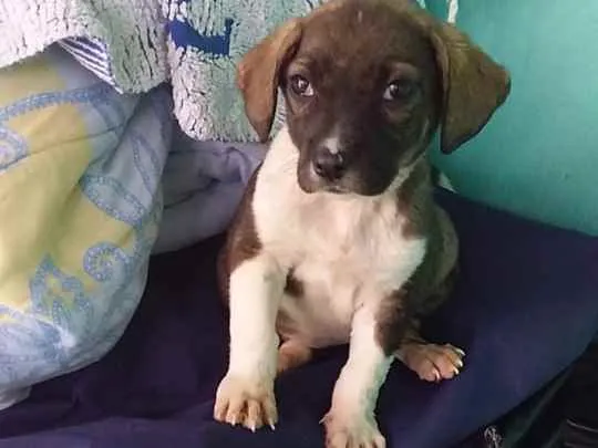 Cachorro ra a Srd idade 2 a 6 meses nome CÃEZINHOS FILHOTES 