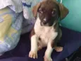 CÃEZINHOS FILHOTES