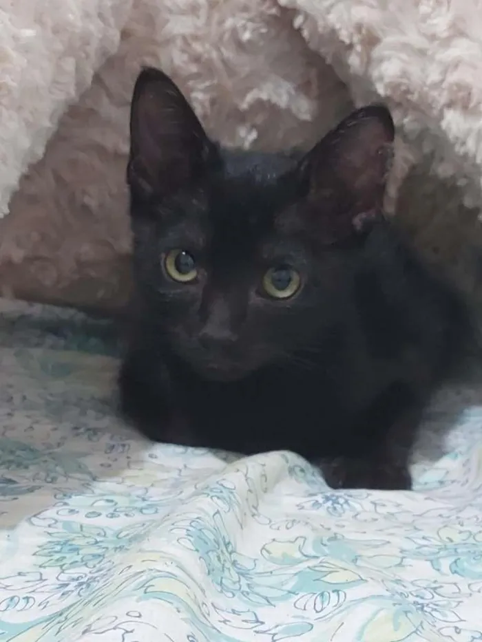 Gato ra a Gato idade Abaixo de 2 meses nome Sem Nome