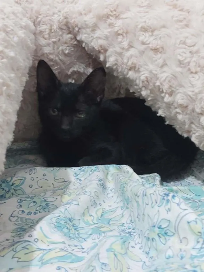 Gato ra a Gato idade Abaixo de 2 meses nome Sem Nome