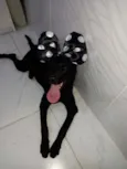 Bela