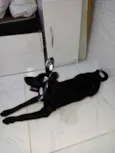 Bela