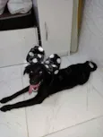 Bela