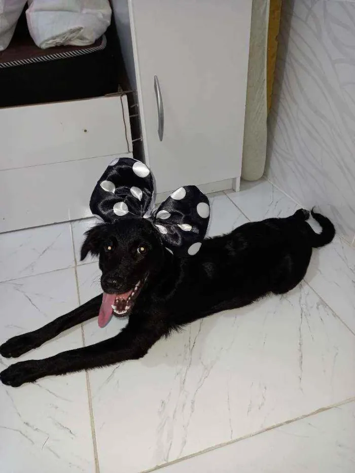 Cachorro ra a Sem raça definida idade 7 a 11 meses nome Bela