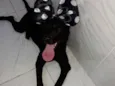 Bela