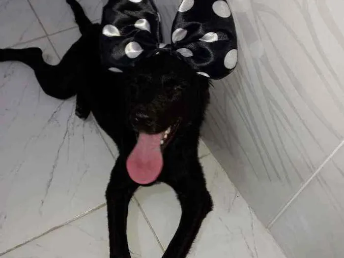Cachorro ra a Sem raça definida idade 7 a 11 meses nome Bela