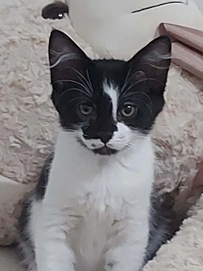 Gato ra a  idade Abaixo de 2 meses nome Sem Nome