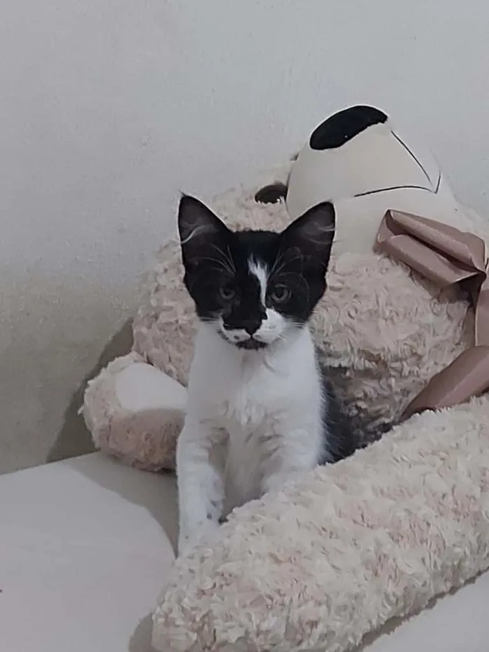 Gato ra a  idade Abaixo de 2 meses nome Sem Nome