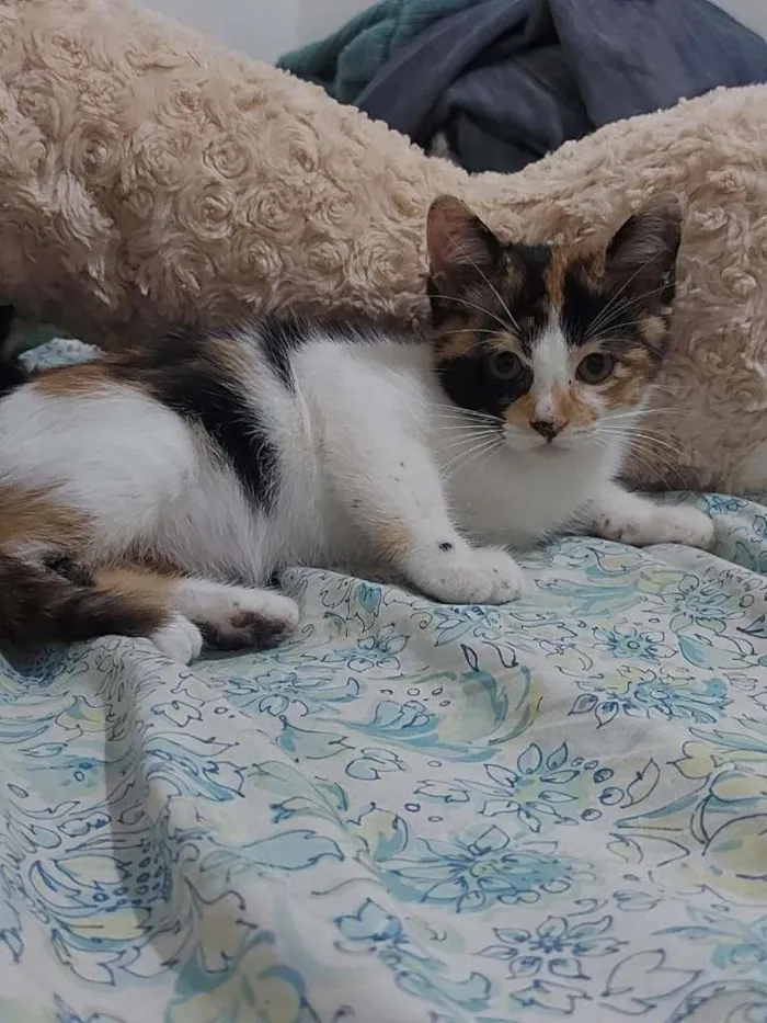 Gato ra a Gato idade Abaixo de 2 meses nome Sem Nome