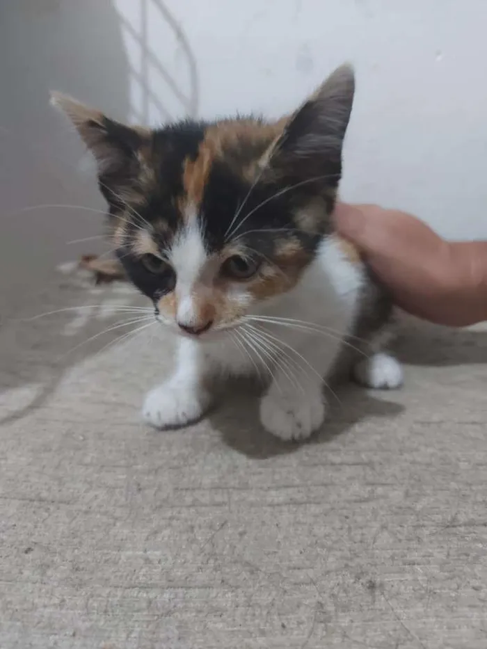 Gato ra a Gato idade Abaixo de 2 meses nome Sem Nome