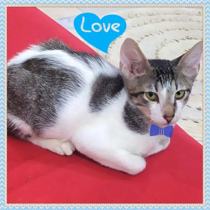 Gato raça SRD idade 2 a 6 meses nome Machinho