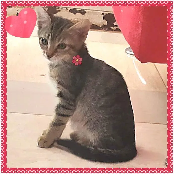 Gato raça Tigrada idade Abaixo de 2 meses nome Lindos Filhotes