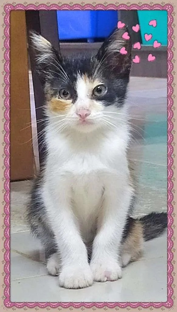 Gato raça SRD-ViraLata idade Abaixo de 2 meses nome Lindos Filhotes