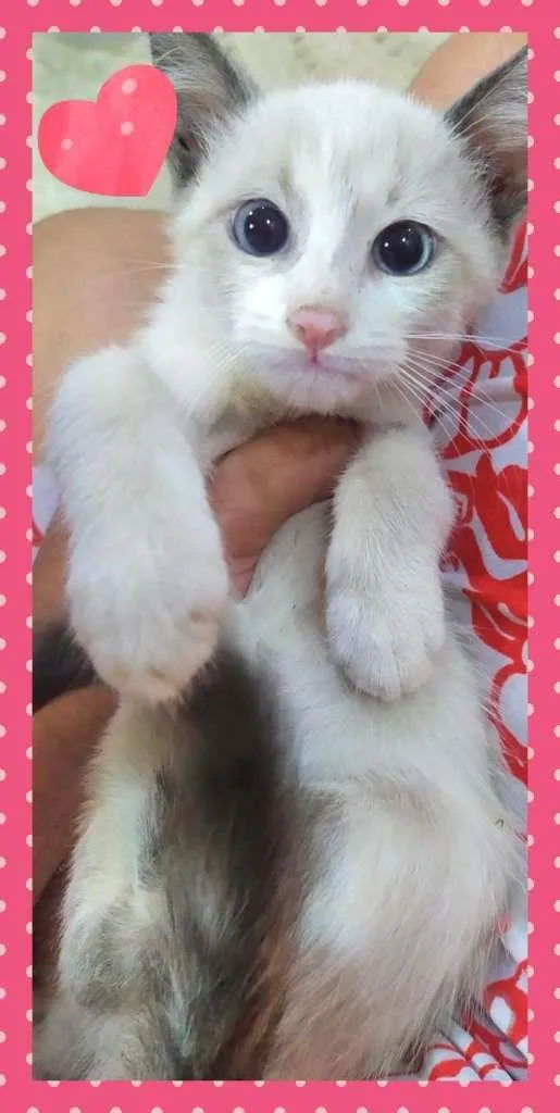 Gato raça SRD-ViraLata idade Abaixo de 2 meses nome Lindos Filhotes